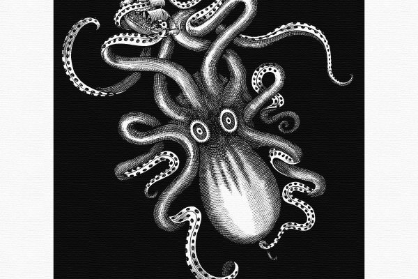 Kraken 24 top