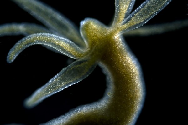 Kraken сайт tor