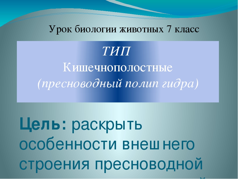 Значок кракена маркетплейса