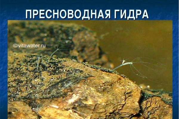 Как зайти в кракен торе